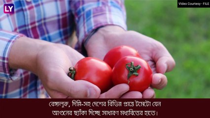 Tomato Price Hike: অগ্নিমূল্য টমেটো, জমি থেকে চুরি আড়াই লাখের সবজি