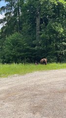 Maman ourse et ses petits marchent le long de la route