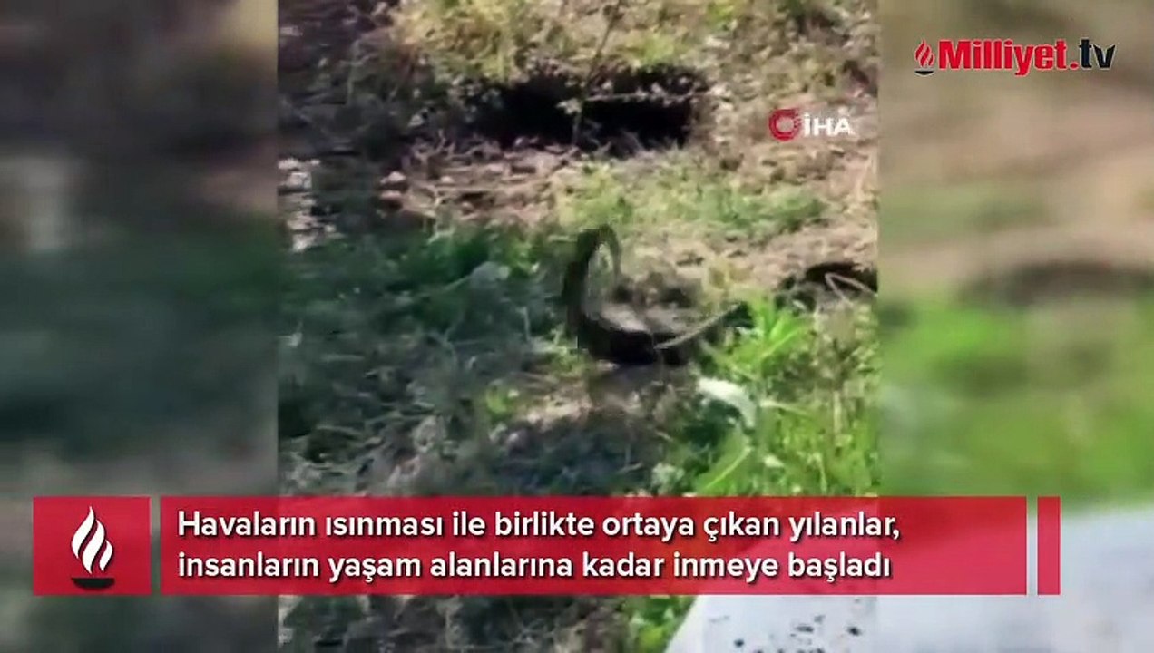 Elazığ’da yılanlar bir evi mesken tuttu
