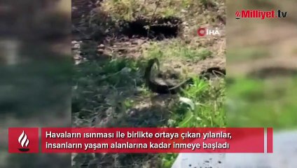 Elazığ’da yılanlar bir evi mesken tuttu