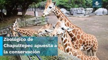 Zoológico de Chapultepec llega al centenario con más de mil 200 especies