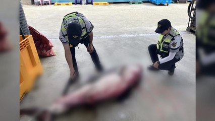 강원도 삼척 앞바다에서 길이 2m 악상어 잡혀...백상아리로 오인 / YTN