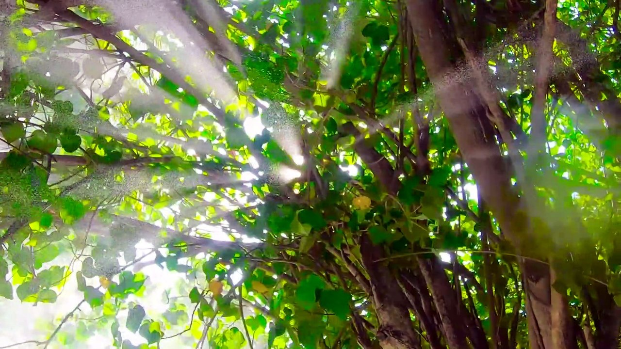 Maldives, Philippine, Mauritus , St Lucia