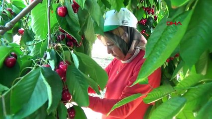 Altınyaka Mahallesi'nde Kiraz Hasadı Başladı