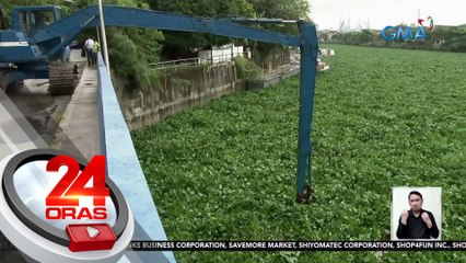 Water hyacinth, dini-develop ng DOST para maging component ng fuel cell battery | 24 Oras