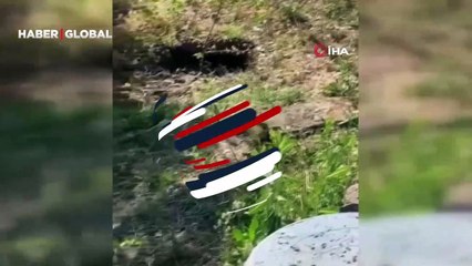 2 metre uzunluğundaki iki yılan evlerini mesken tuttu! '3 gün oldu dans edip ağaca çıktılar, inmediler'