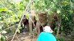 Must See! Tourists Have Up-Close Encounter With a Herd of Elephants on Malaysian River
