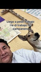 Perrito trabaja como 'campanero' en iglesia