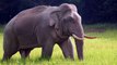 Les testicules d’éléphants détiennent un incroyable pouvoir selon la science