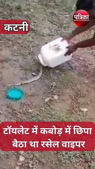 video : टॉयलेट में कमोड के अंदर बैठा था रसेल वाइपर