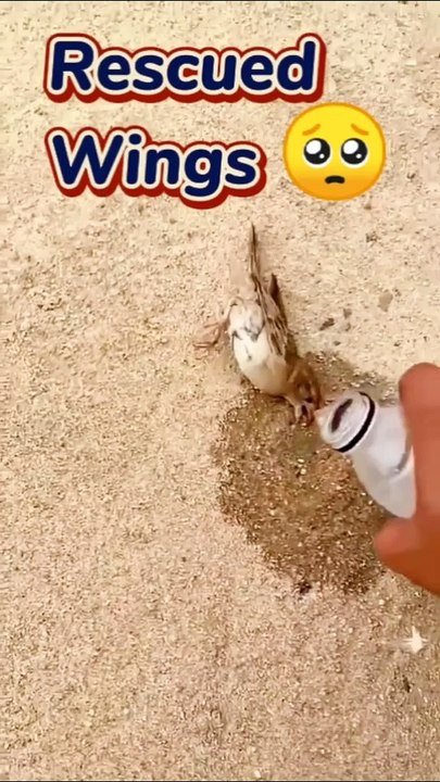 Baby Sparrow Rescue  #shorts #ytshorts #kabutarlover #babysparrow #birdrescue #trending