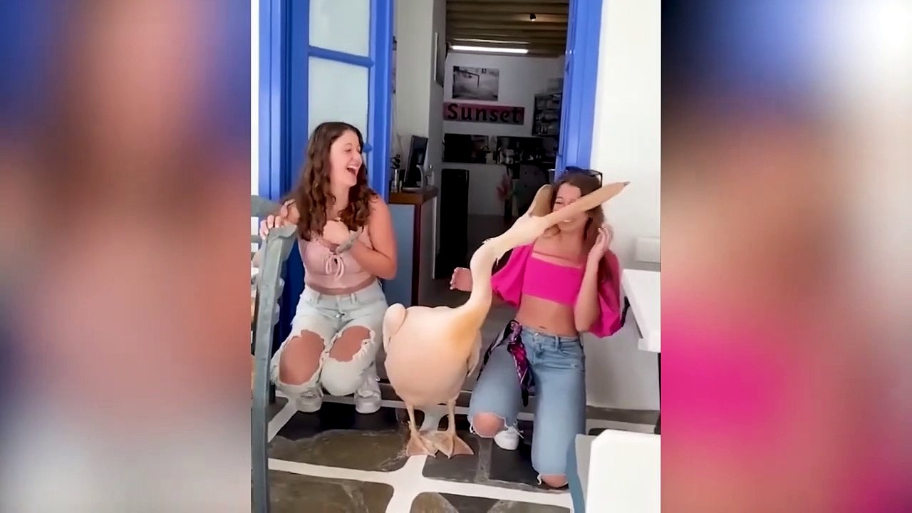Best Funny Animal Videos Of The 2023  - Funniest Cats And Dogs Videos