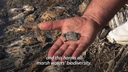 Dead fish wash up on riverbanks and marshes in drought-hit Iraq