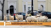 Wales headlines 6 July: Goats return to Llandudno, funeral for Ely teenagers, and millions seized in drugs by crime unit