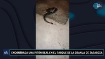 Encontrada una pitón real en el parque de la Granja de Zaragoza