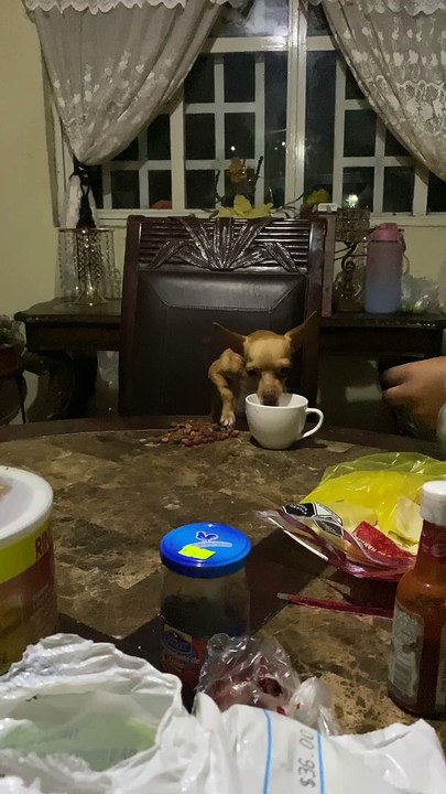 Chihuahua aime le repas à table