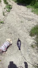 Juste promener deux chiens parfaitement normaux