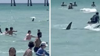 Floride : un requin aperçu à proximité des baigneurs sème un vent de panique sur une plage