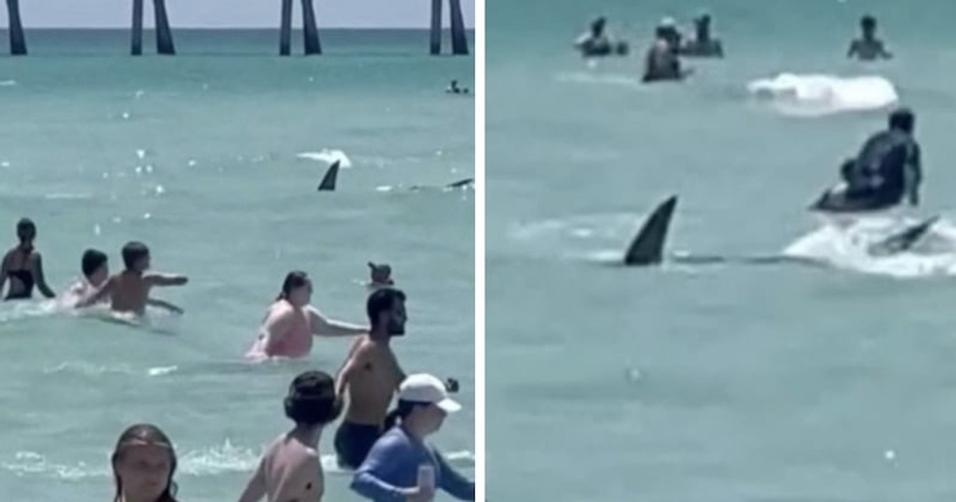Floride : un requin aperçu à proximité des baigneurs sème un vent de panique sur une plage