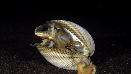 Coconut Octopus Argue Over Prey