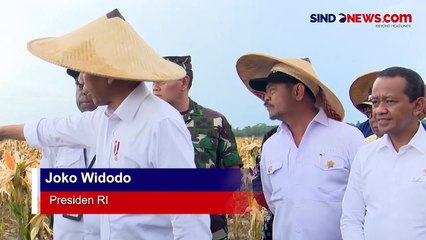 Presiden Sebut Ladang Jagung di Papua Mampu Hasilkan Panen Diatas Standar Nasional