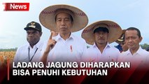 Tinjau Ladang Jagung di Papua, Jokowi: Semoga Mampu Penuhi Kebutuhan Jagung di Indonesia Timur