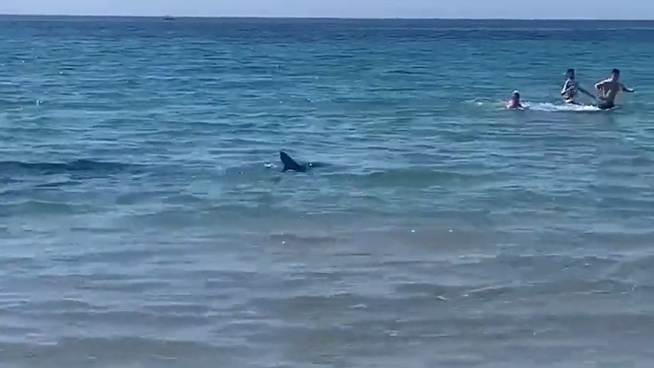 Un tiburón de unos dos metros aparece en una playa de Orihuela (Alicante)