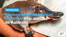 Vuelven los ornitorrincos al parque más antiguo de Australia