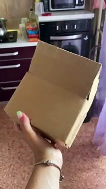 Big Cat Tries to Fit Into a Small Box