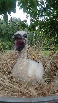Woman Cares for Baby Stork