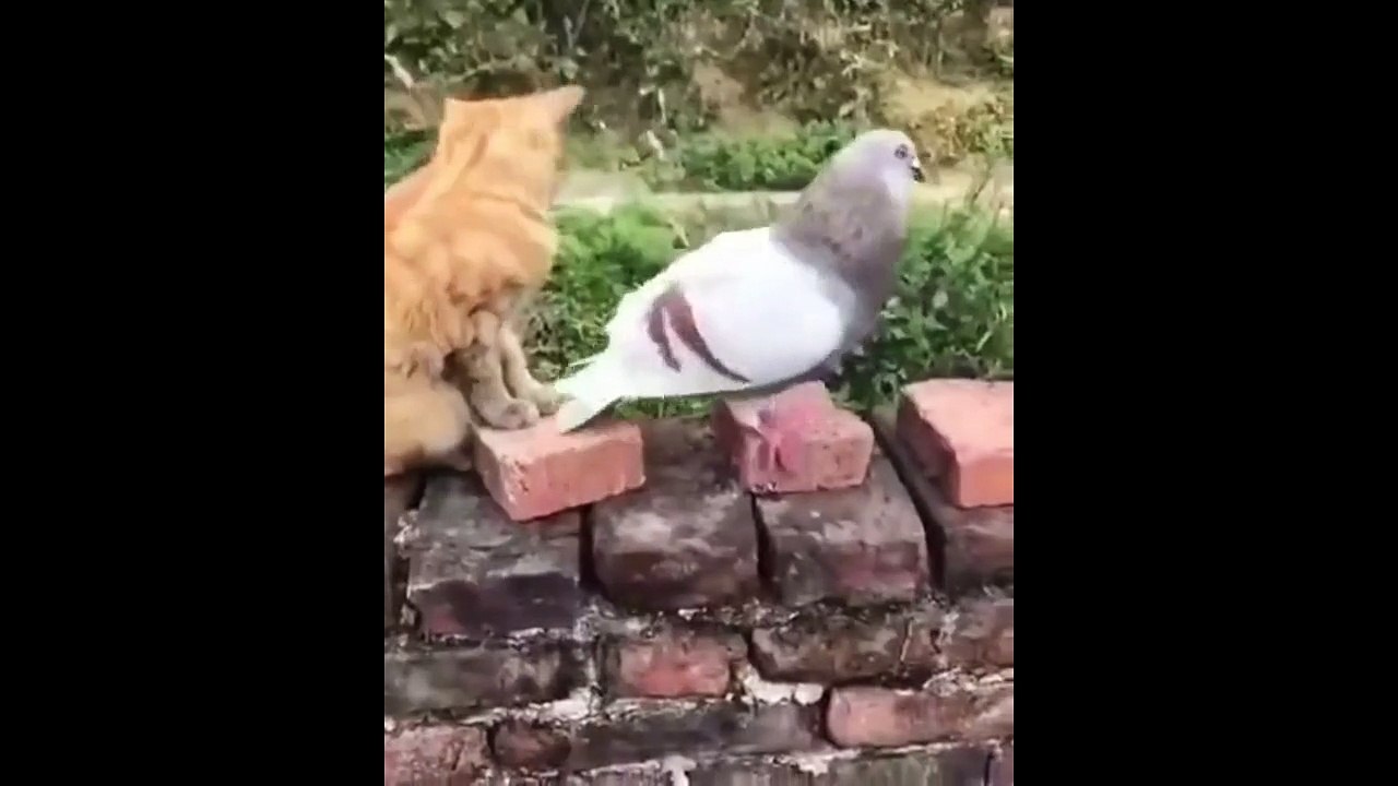 Un chat et un pigeon jouent ensemble