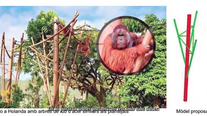 La plataforma ZOOXXI critica la situación de los orangutanes en el Zoo de Barcelona
