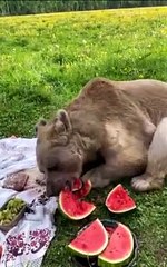 Brown Bear Devours Watermelon