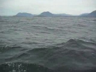 Whales Watching Tofino