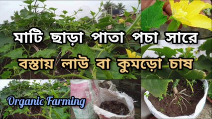 মাটি ছাড়া পাতা পচা সারে বস্তায় লাউ বা কুমড়ো চাষ ।। Growing Bottle Gourd Using Recycling Bags