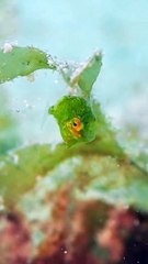 Teensy minuscule bébé poisson