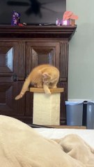 L'homme aux grandes pattes poursuit sa queue