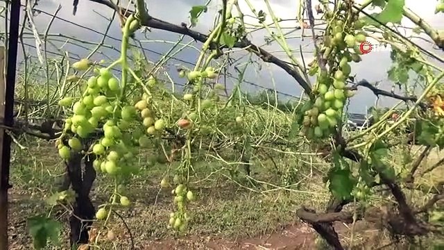 La grêle a frappé Manisa, les terres agricoles ont été endommagées