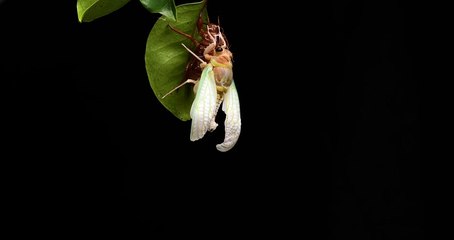 Cicada Emerges From Metamorphosis