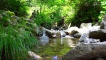 1 Hour of Gentle Sounds of Peaceful River in Green Forest: Nature Sounds for Meditation,
