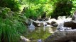 1 Hour of Gentle Sounds of Peaceful River in Green Forest: Nature Sounds for Meditation,