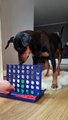 Doggo Plays A Board Game