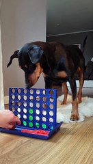 Doggo Plays A Board Game