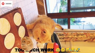 Too much work Cook and feed human The Growing Popularity of funny cat memes   @inspiresemotions #inspiresemotions #cat #bts #shorts #reels #viral #statues #sound #reelsvideos #ytshorts #youtubeshorts  #funnymemes #funnymemesvideos #funnymemesclean