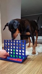 Doggo Plays A Board Game