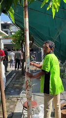 Bull Pulls Down A Tent