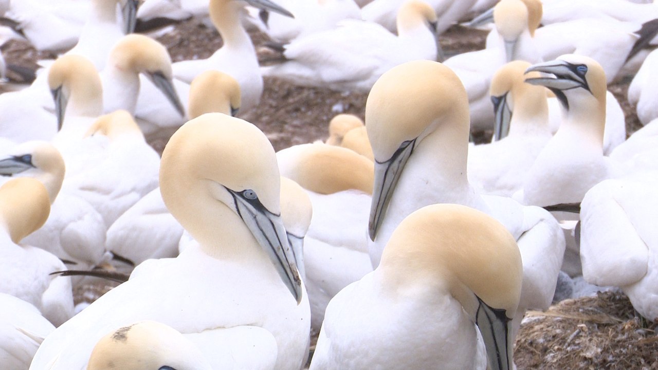 Les fous de bassan attirent les touristes à Percé