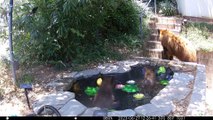 Black Bear Mother and Her Cubs Cool Off in Backyard Pond