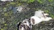 Puppy Cools Off in River