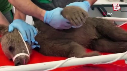 Kocaeli’de yaralı yavru ayı için seferber oldular